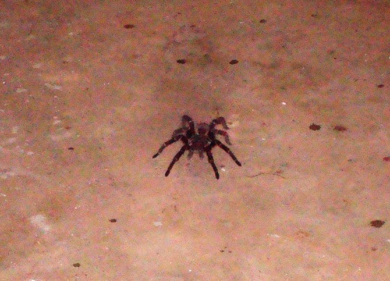 Tarantula