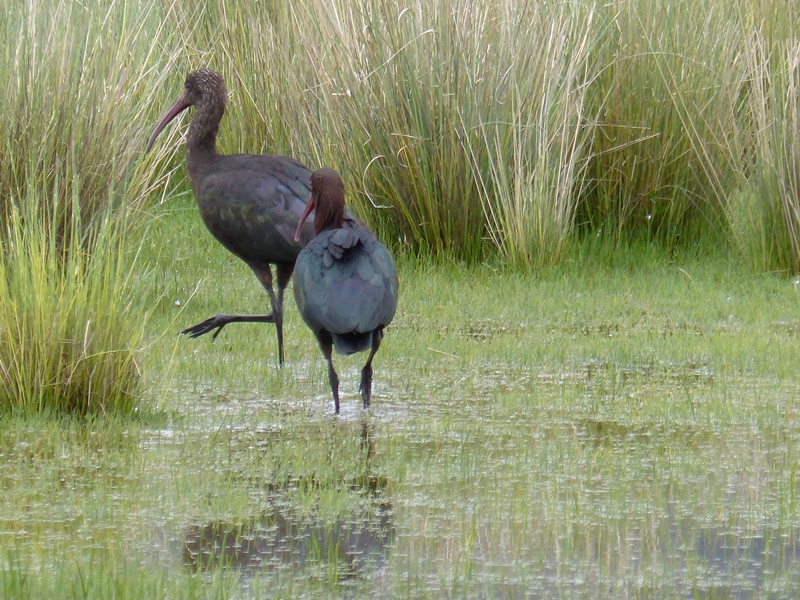 Puna ibis andando